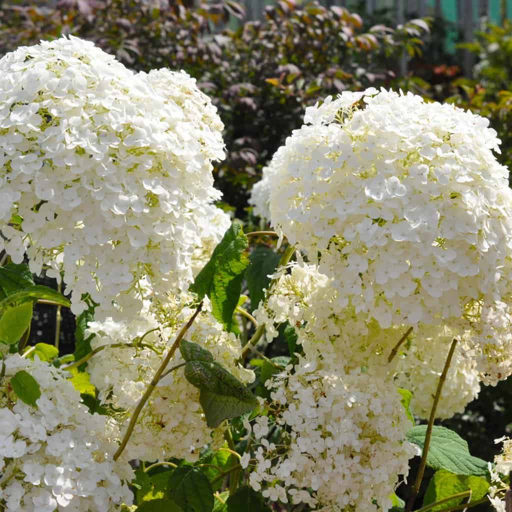 Hydrangea arborescens STRONG ANNABELLE 80-100 cm